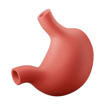 Órgano del estómago  3D Illustration
