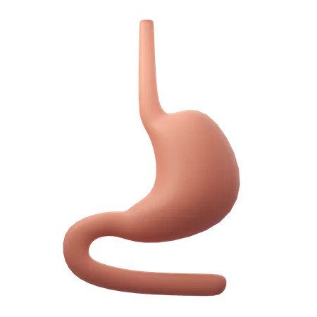 Órgano del estómago  3D Icon