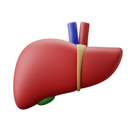 Órgano hepático  3D Illustration