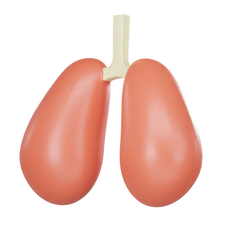 Anatomia Medica 3 D Del Organo Pulmonar Humano 3D Icon