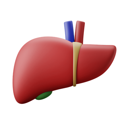 Órgão do fígado  3D Illustration