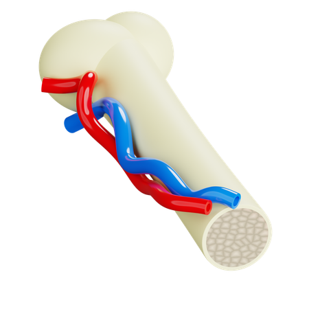 Os et vaisseaux sanguins  3D Icon