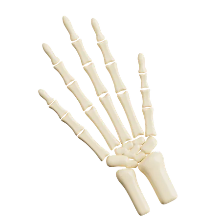 Ossos da mão humana  3D Icon
