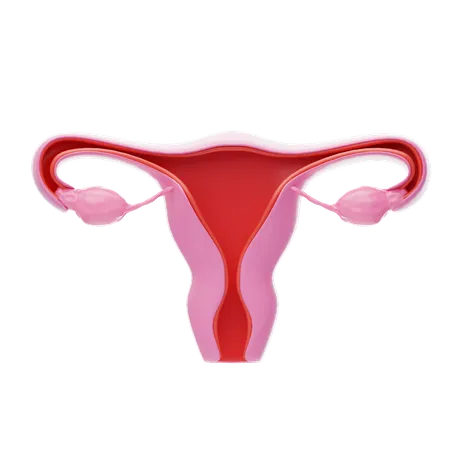 Ovary  3D Icon