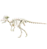 Pachycephalosaurus