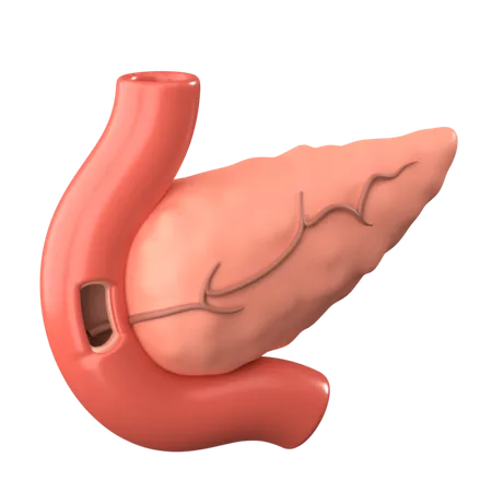 Pancreas 3 D Human Organ Icon 3D Icon