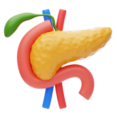 Pancreas 3 D Icon A Close Up Human Pancreas 3D Icon