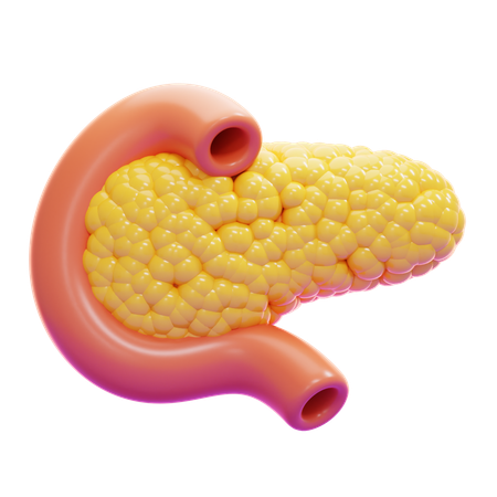 Pâncreas  3D Icon