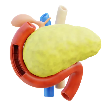 Pancreas  3D Icon