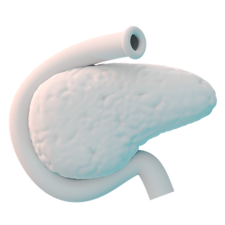 Pancréas  3D Icon