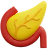 Pancreas