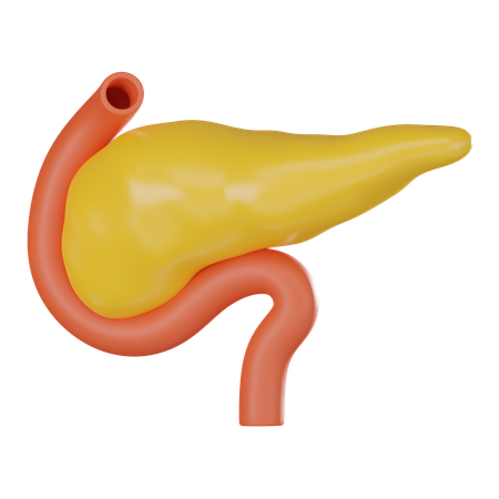 Pancreas  3D Icon