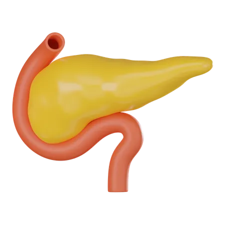 Pancreas  3D Icon