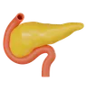 Pancreas