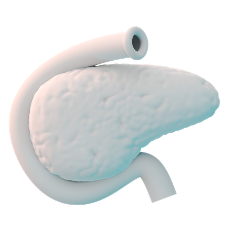 Pancreas  3D Icon