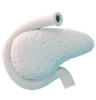 Pancreas