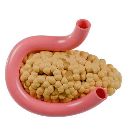 Pancreas  3D Icon
