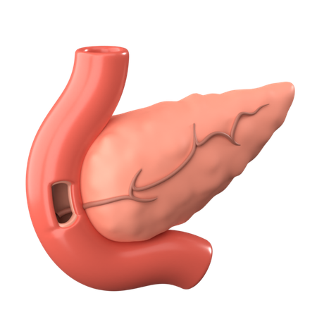 Pancreas  3D Icon