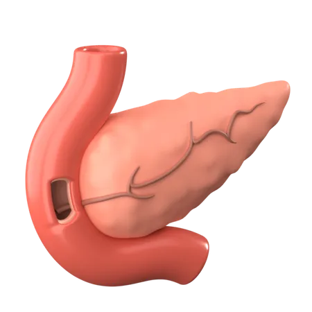 Pancreas  3D Icon