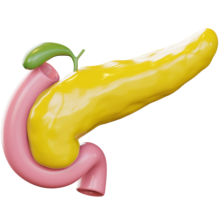 Pancreas  3D Icon