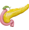 Pancreas