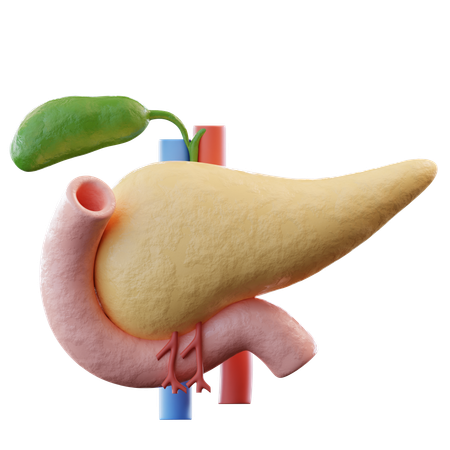 Pancreas  3D Icon