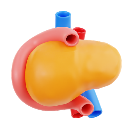 Pancreas  3D Icon