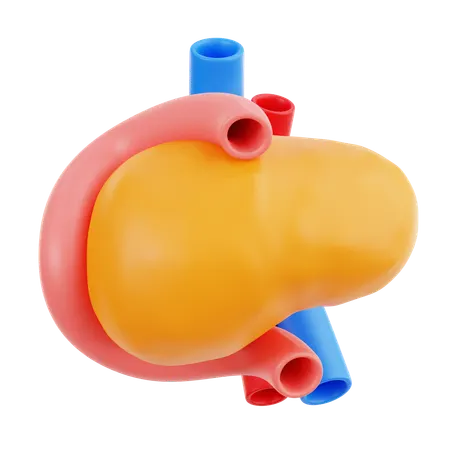 Pancreas  3D Icon