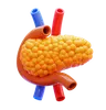 Pancreas