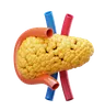 Pancreas