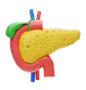 Pancreas