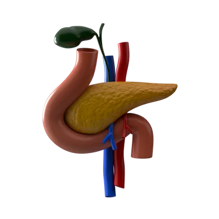 Pancreas  3D Icon