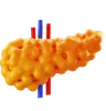 Pancreas
