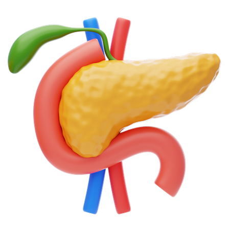 Pancreas  3D Icon