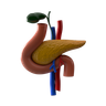 3d images of internal organs