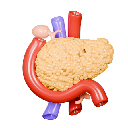 Pancréas humain  3D Icon