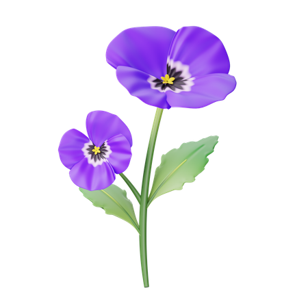 Pansy  3D Icon
