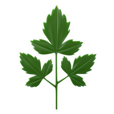 Parsley  3D Icon