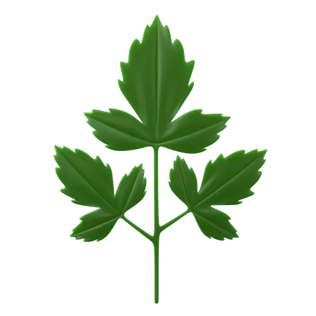 Parsley  3D Icon