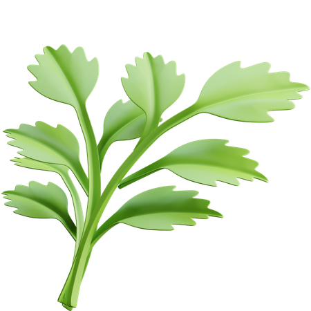 Parsley  3D Icon