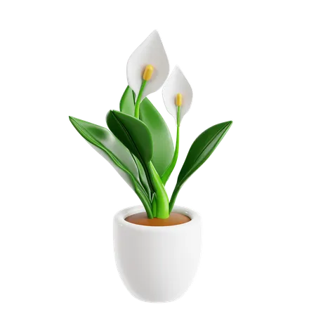 Peace Lily  3D Icon