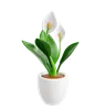 Peace Lily