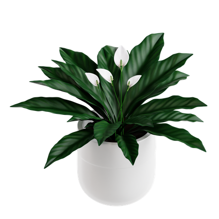 Peace Lily Plant  3D Icon