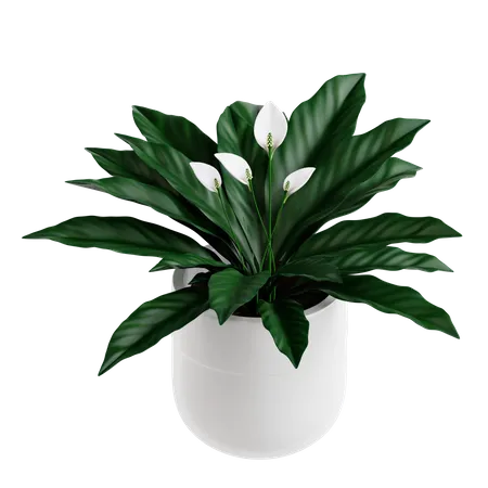 Peace Lily Plant  3D Icon