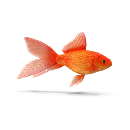 Peixinho dourado  3D Illustration