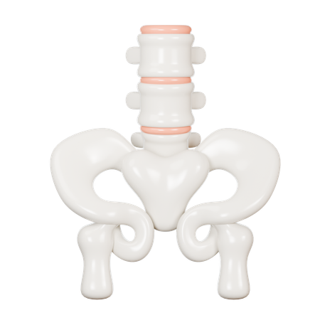 Pelvic  3D Icon