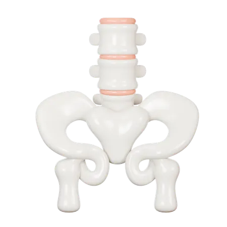 Pelvic  3D Icon