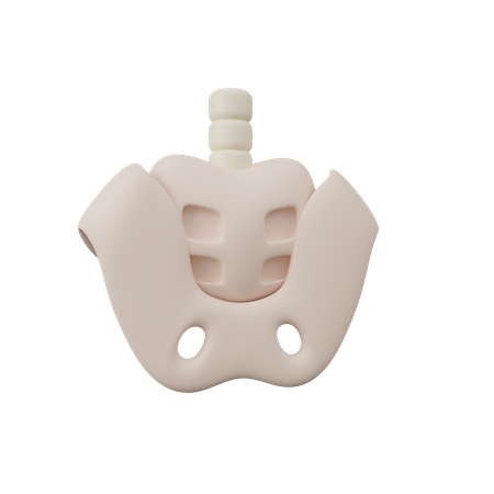 Pelvis  3D Icon