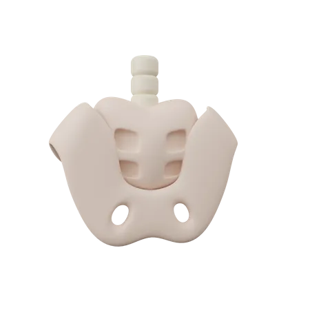 Pelvis  3D Icon