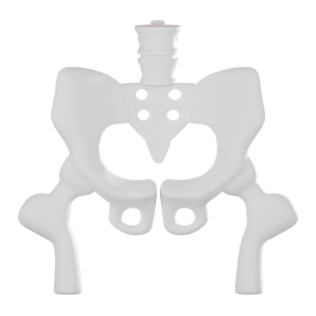 Pelvis  3D Icon